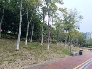城市公園中的林蔭步道