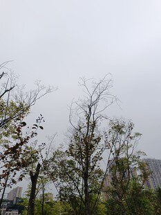 陰天中的樹(shù)木景觀