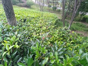 綠意盎然的林間綠植景觀