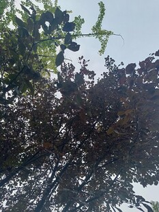 仰視茂密樹冠景色