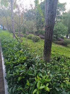 路邊綠意盎然的繁茂植物