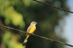 電線上的黃腹小鳥(niǎo)