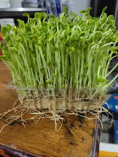 鮮嫩豆芽生長特寫