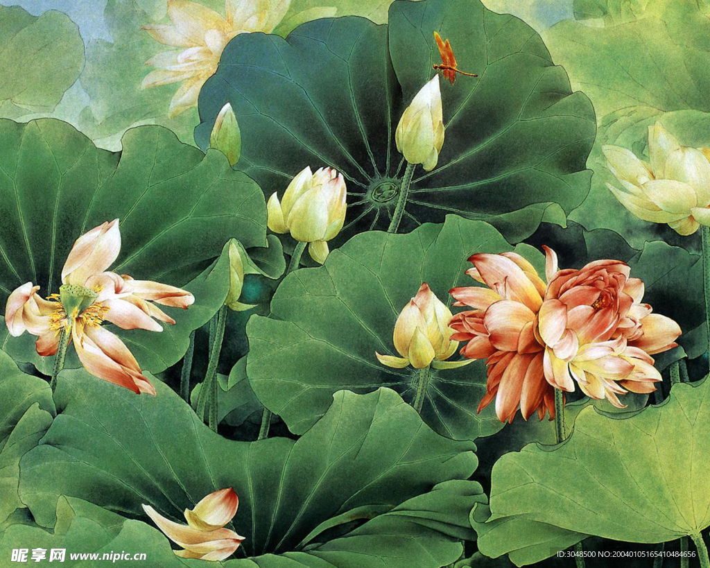 荷花