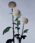 白菊花
