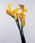 百合花