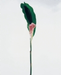 花草图片