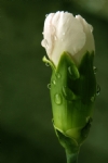 含苞欲放的花朵