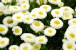 白菊花