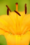 黄色的花蕊