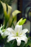 百合花