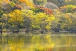 美丽湖泊 小山 树林