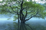湖泊中大树