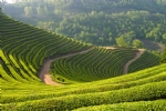 茶园风光