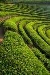 茶园