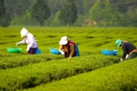 茶农采茶叶