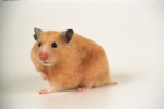 宠物鼠