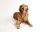 牧羊犬