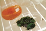 苔衣实验