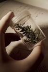 植物标本