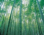 竹子竹林