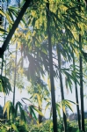 竹叶竹林