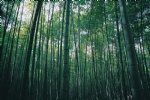 竹林