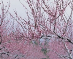 桃花桃树