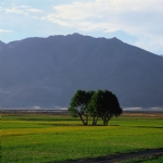 田園田野