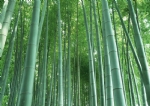 竹林