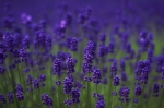 花海