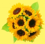 太阳花