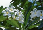 花朵盛开