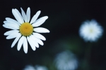 白色菊花