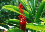 芭蕉花开