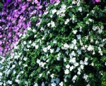 花丛