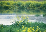 河边野花