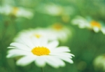 野菊花壁纸