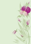 花卉相框
