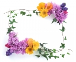 花朵边框