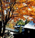 谐趣园秋景