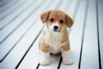 狗