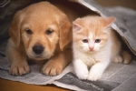 小狗与小猫