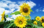 太阳花
