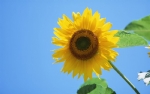 太阳花