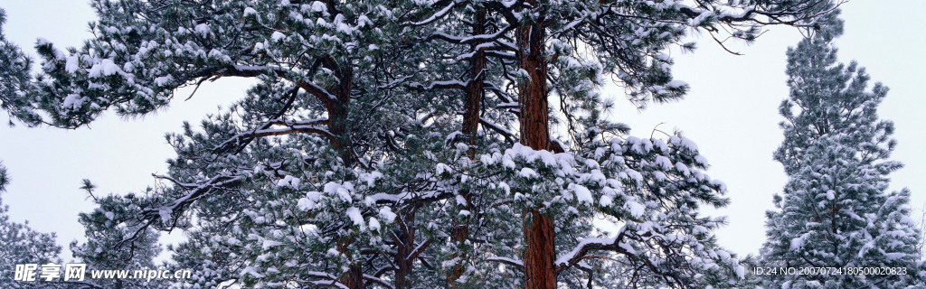 冰雪覆盖的松树