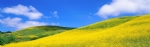 黄色的油菜花布满山坡