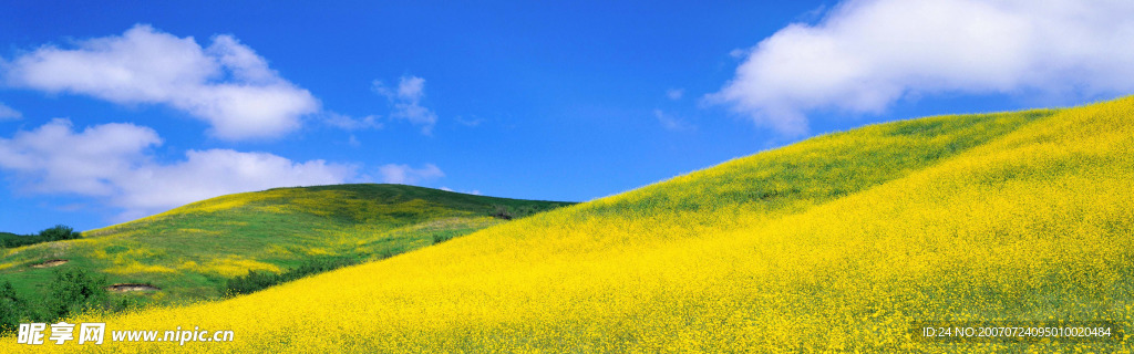 黄色的油菜花布满山坡