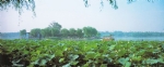 大明湖