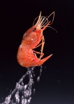 虾